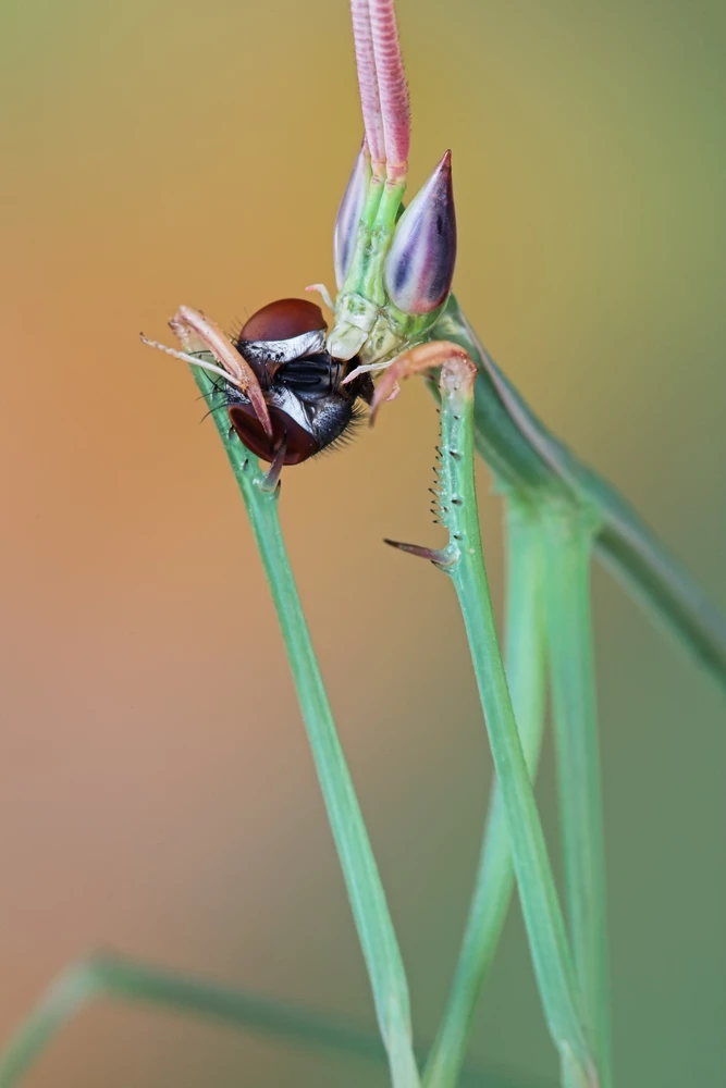 Keep Off the Grass | HHMI's Beautiful Biology